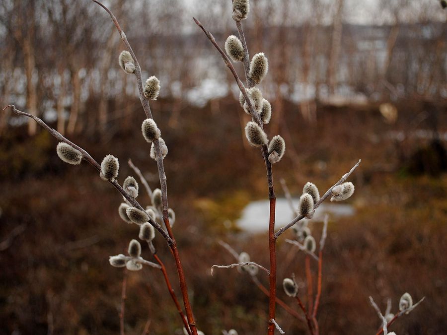 Изображение особи Salix lapponum.