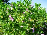 Polygala myrtifolia