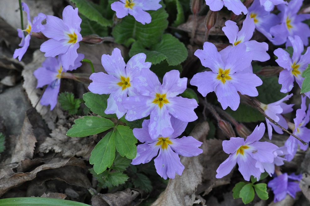 Изображение особи Primula vulgaris.