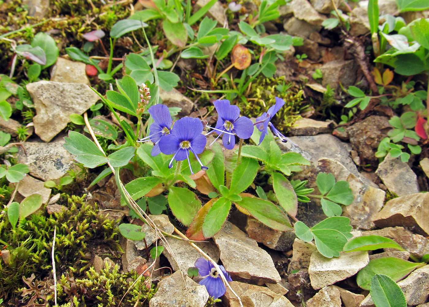 Изображение особи Veronica grandiflora.