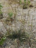 Plantago salsa