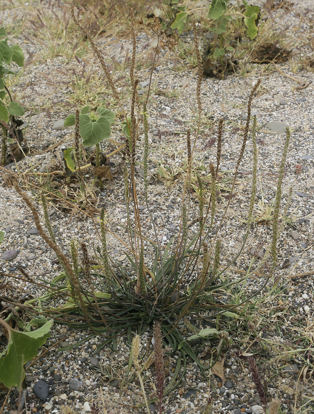 Image of Plantago salsa specimen.