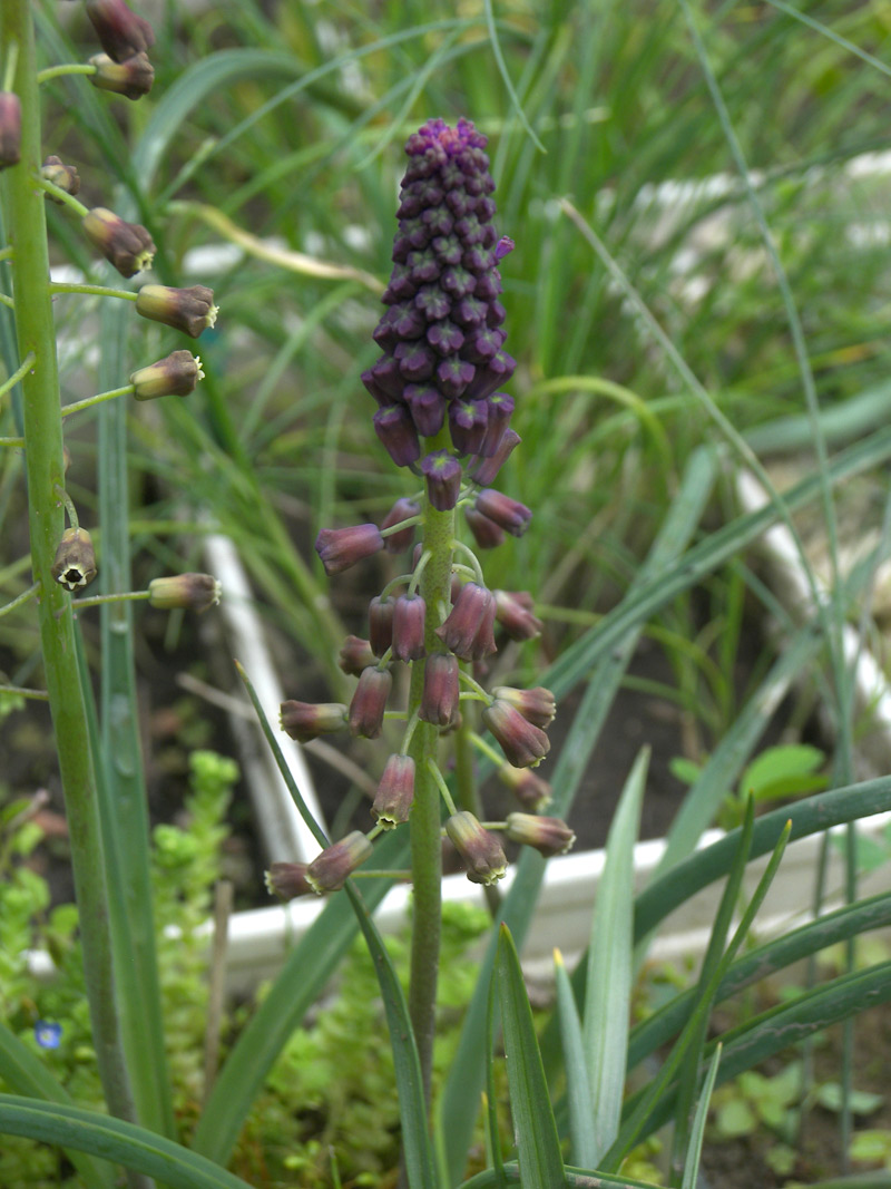 Изображение особи Leopoldia weissii.