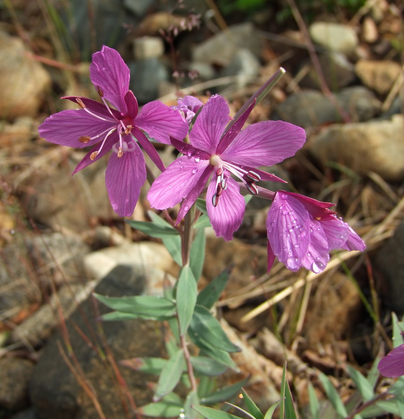 Изображение особи Chamaenerion latifolium.