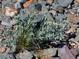 Chenopodium frutescens