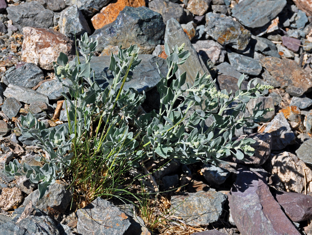 Image of Chenopodium frutescens specimen.