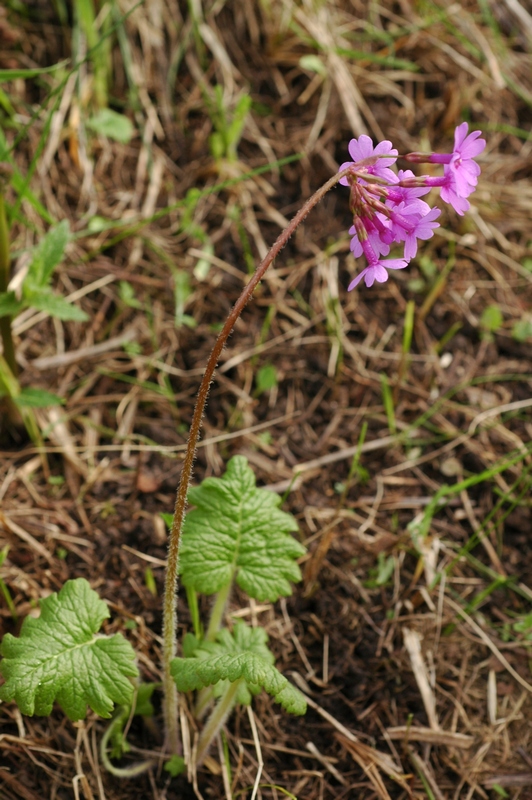 Image of Primula kaufmanniana specimen.