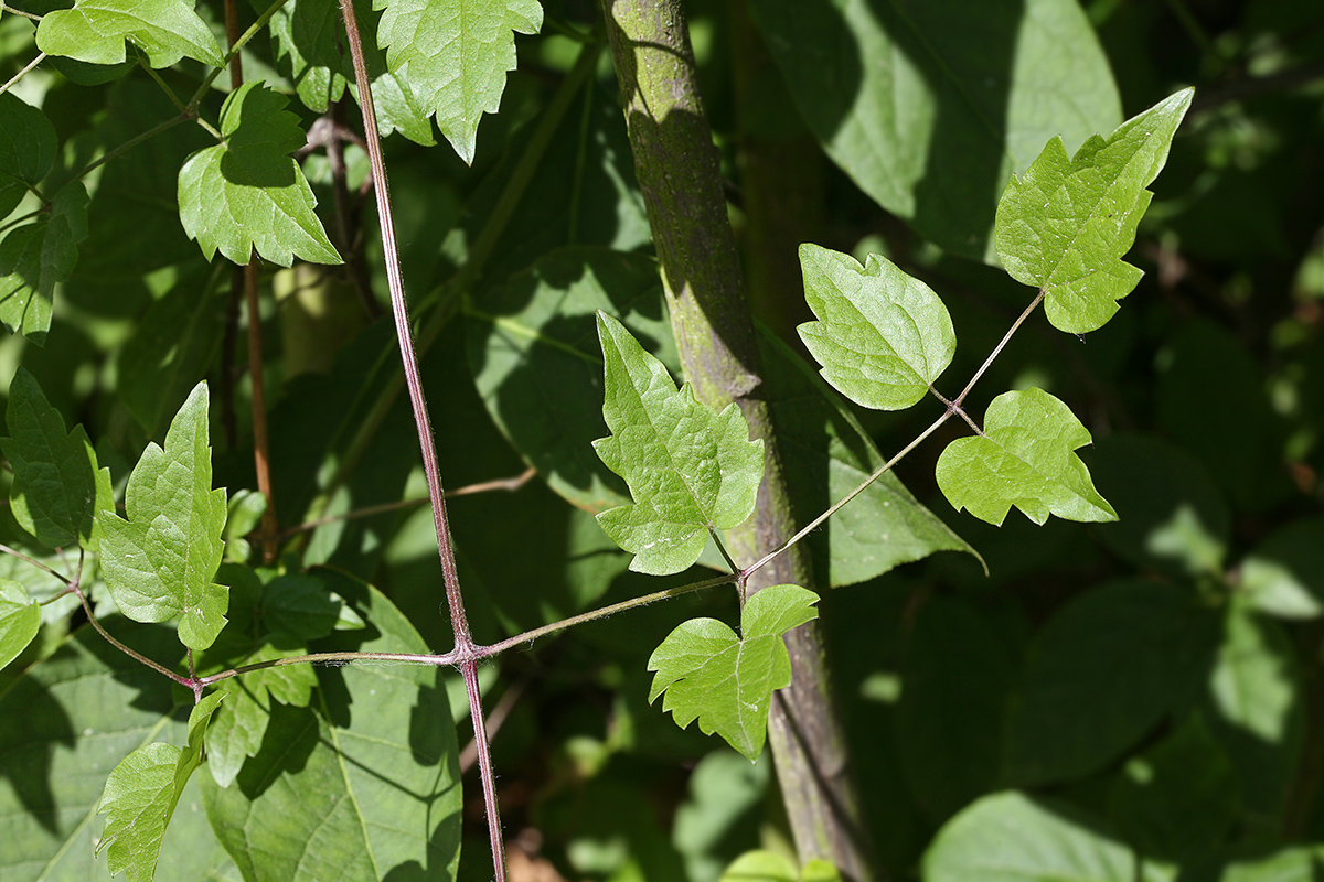 Image of Clematis vitalba specimen.