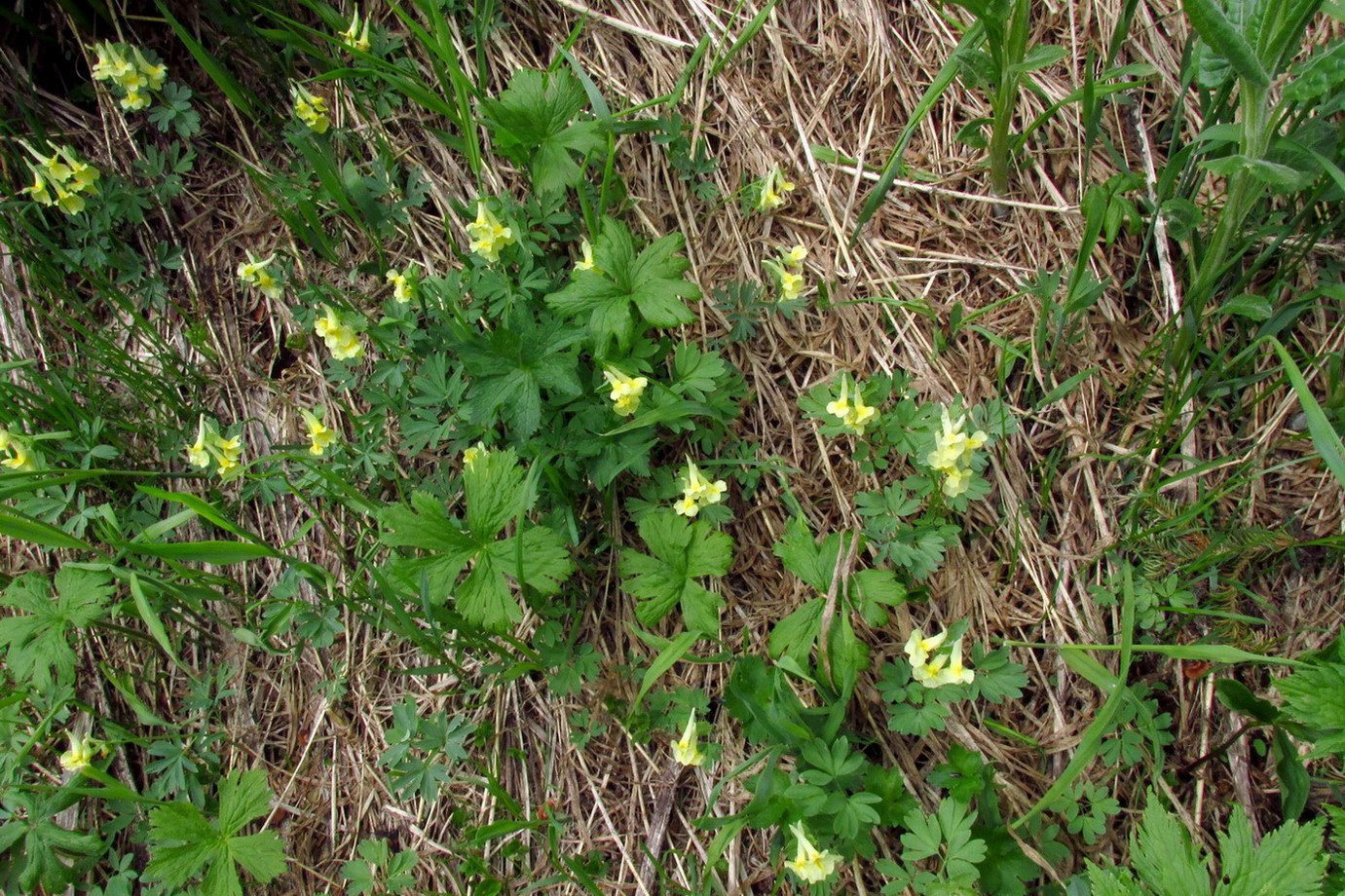 Image of Corydalis bombylina specimen.