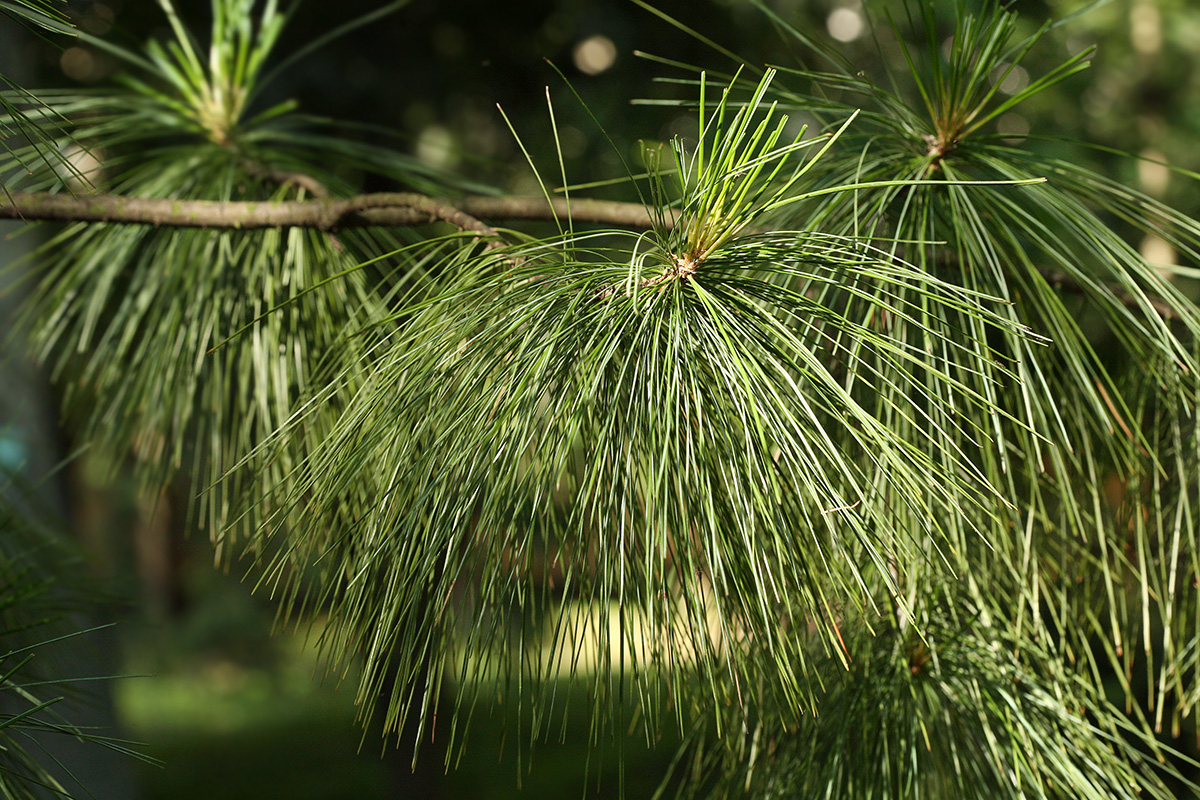 Image of Pinus wallichiana specimen.