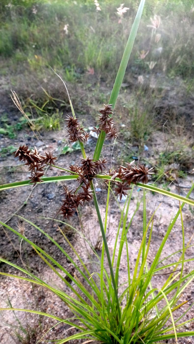 Image of genus Cyperus specimen.