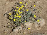 Potentilla sericea. Цветущее растение. Иркутская обл., оз. Байкал, о. Ольхон, мыс Хобой, степь. 09.06.2017.