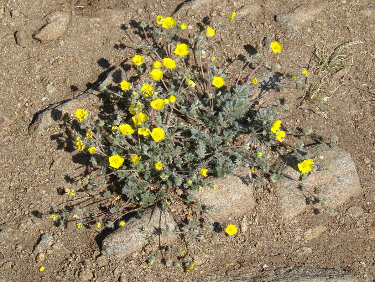 Image of Potentilla sericea specimen.