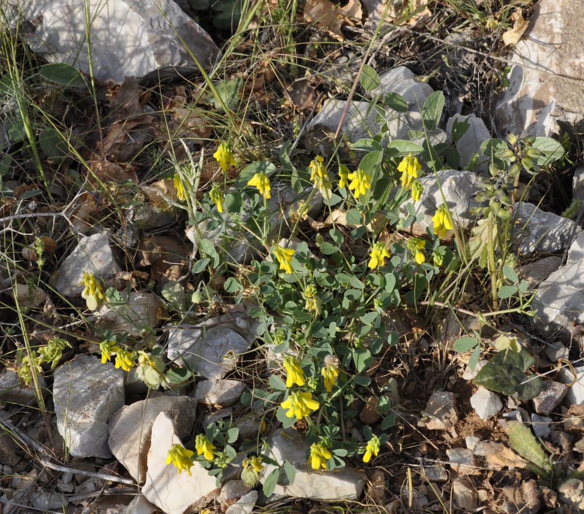 Image of Trigonella graeca specimen.