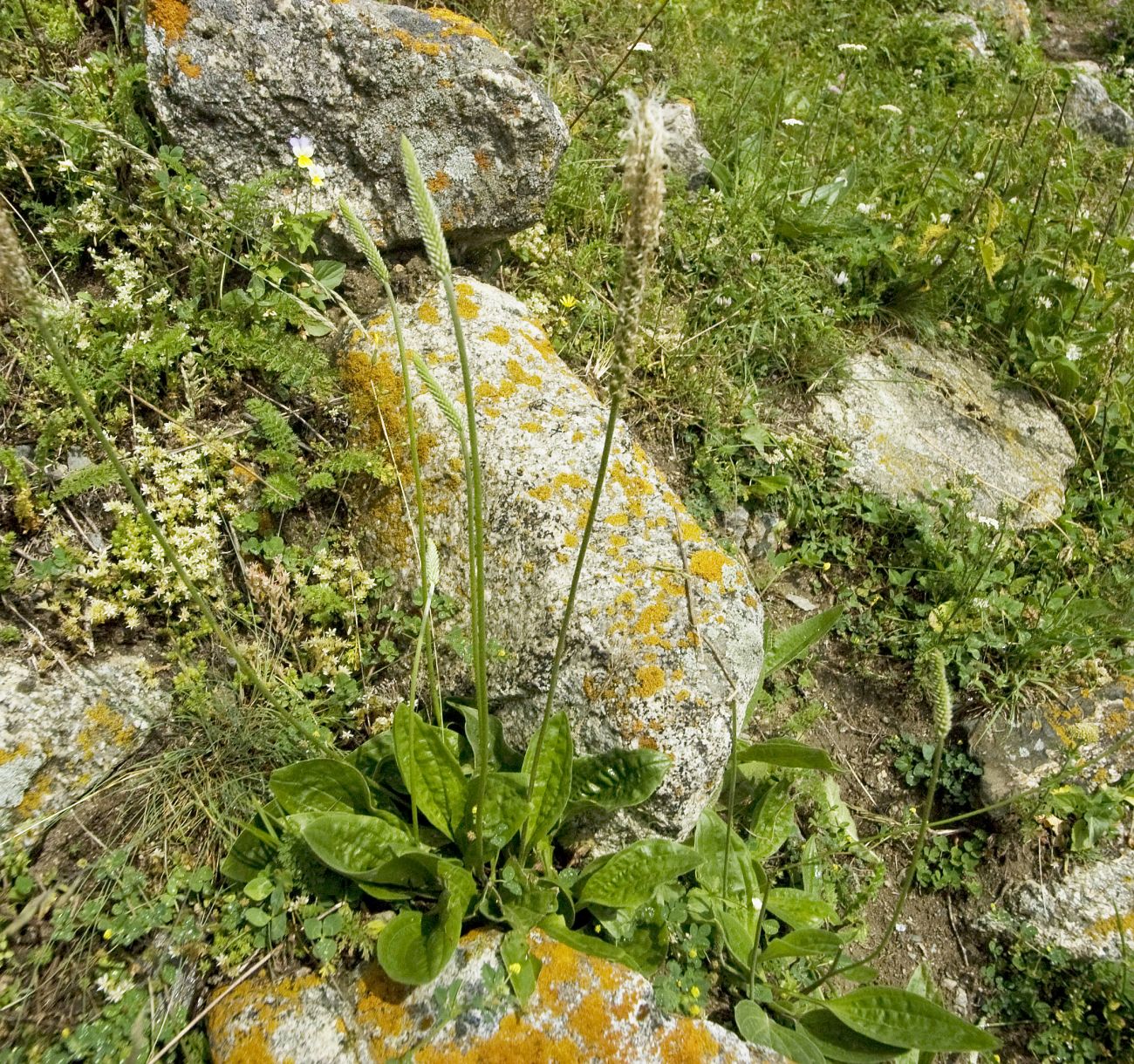 Image of Plantago media specimen.