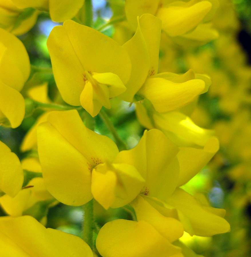 Изображение особи Laburnum alpinum.