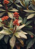 род Rhododendron. Верхушки побегов со вскрывшимися плодами. Адыгея, Фишт-Оштеновский массив, перевал Армянский, ≈ 1800 м н.у.м., буковый лес. 24.10.2002.