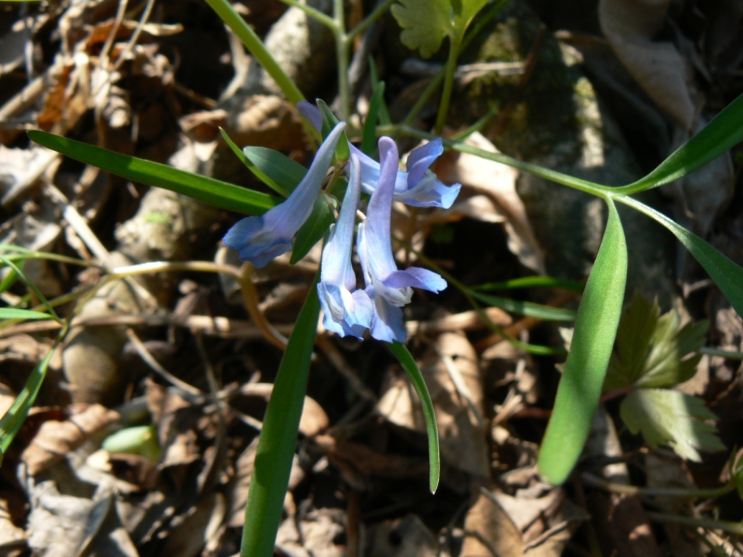 Изображение особи Corydalis ussuriensis.