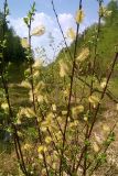 Salix myrsinifolia