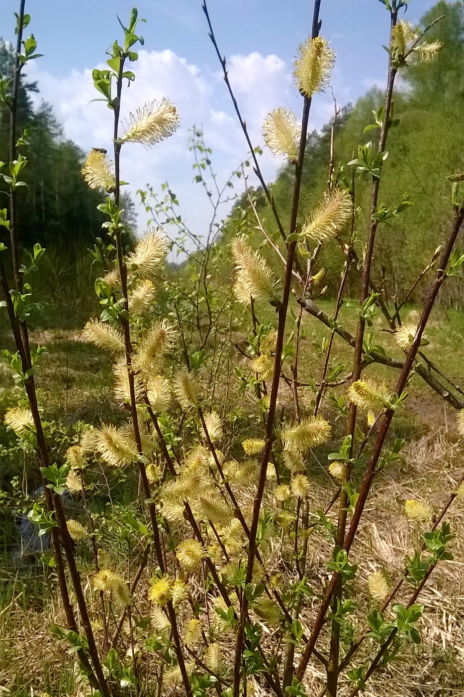 Image of Salix myrsinifolia specimen.