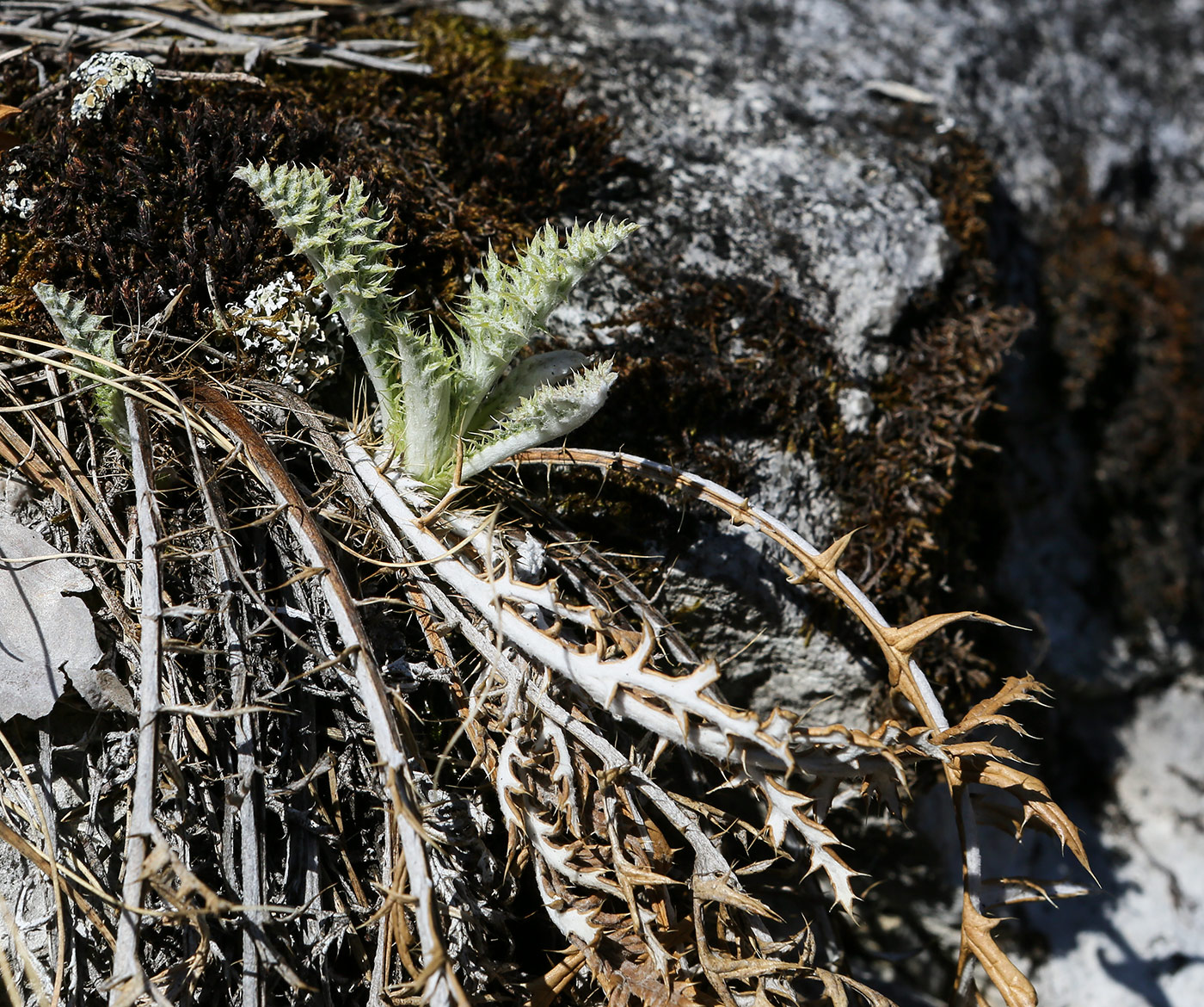 Image of Echinops crispus specimen.