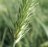 Agropyron pectinatum. Основание соцветия (\"в профиль\"). Краснодарский край, Кущёвский р-н, станица Шкуринская, обочина полевой дороги, на склоне. 27.05.2010.