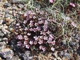 Douglasia ochotensis