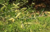 Calicotome villosa. Ветвь с созревающими плодами. Италия, г. Рим, ботанический сад, в культуре. 9 июня 2017 г.