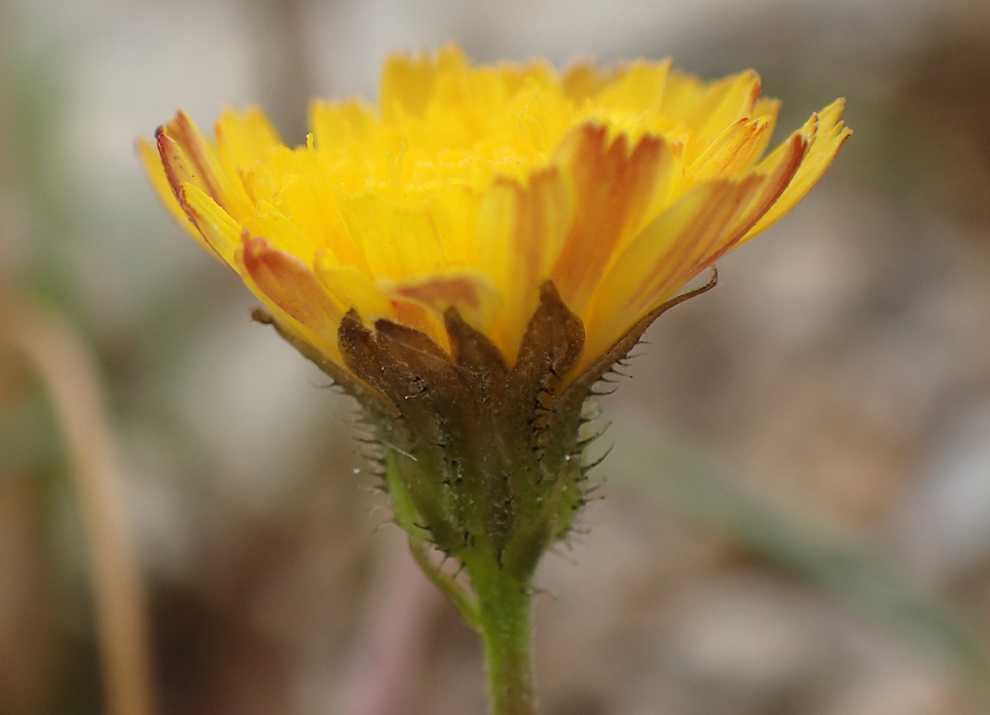 Image of Crepis neglecta ssp. graeca specimen.