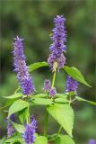 Agastache rugosa