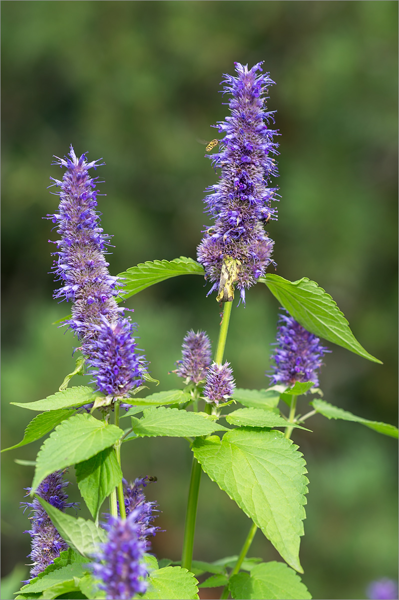 Изображение особи Agastache rugosa.