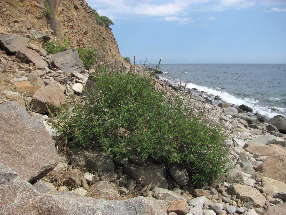 Image of Vitex agnus-castus specimen.