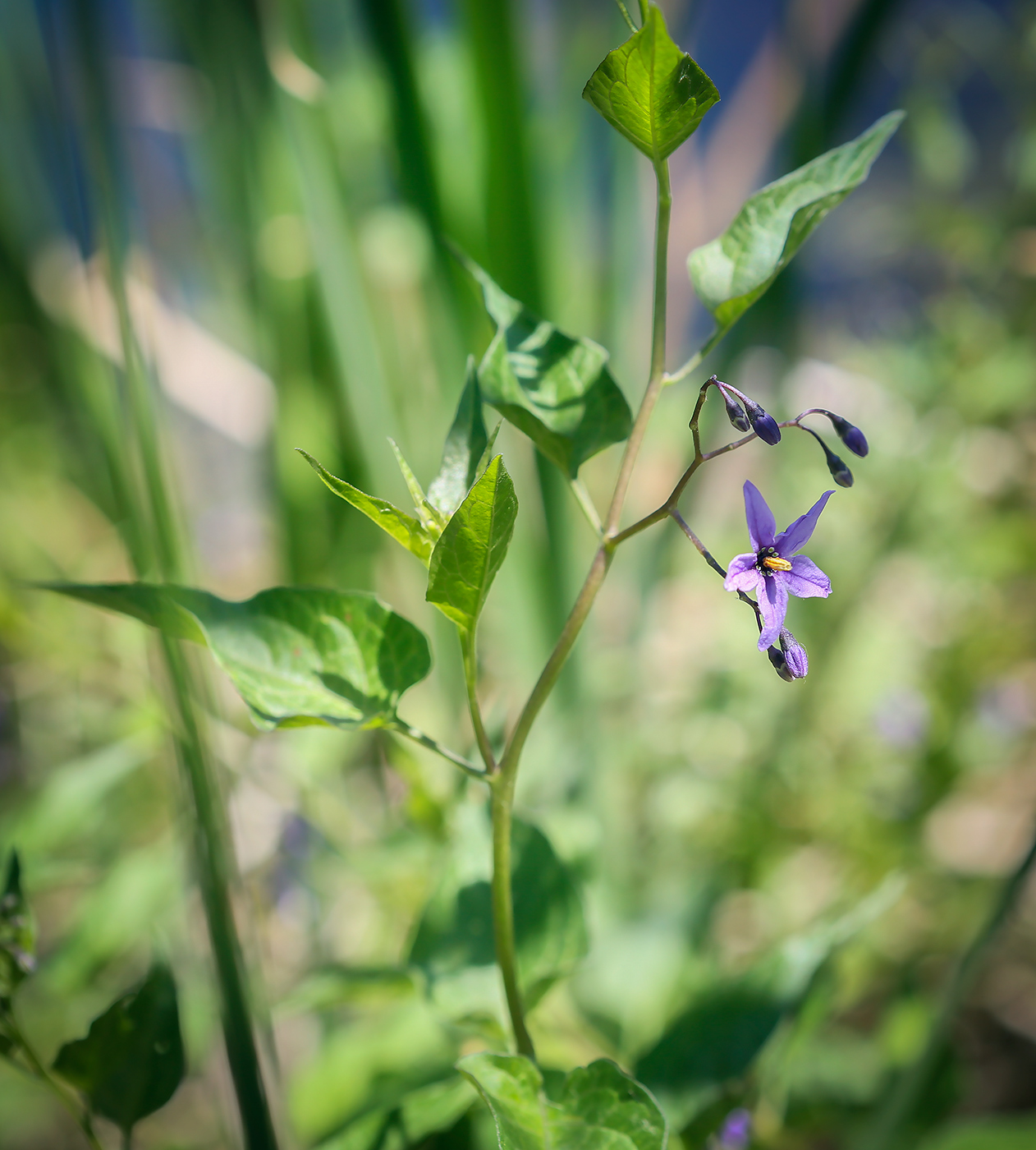 Image of Solanum dulcamara specimen.