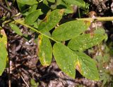 Dictamnus gymnostylis. Лист. Крым, Белогорский р-н, возле Топловского монастыря, лесная полянка на склоне возле дороги к источникам. 11.08.2018.