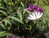 Buddleja davidii. Верхушка цветущего побега с кормящейся бабочкой Iphiclides podalirius. Украина, г. Запорожье, Запорожский детский ботанический сад. 23.08.2018.