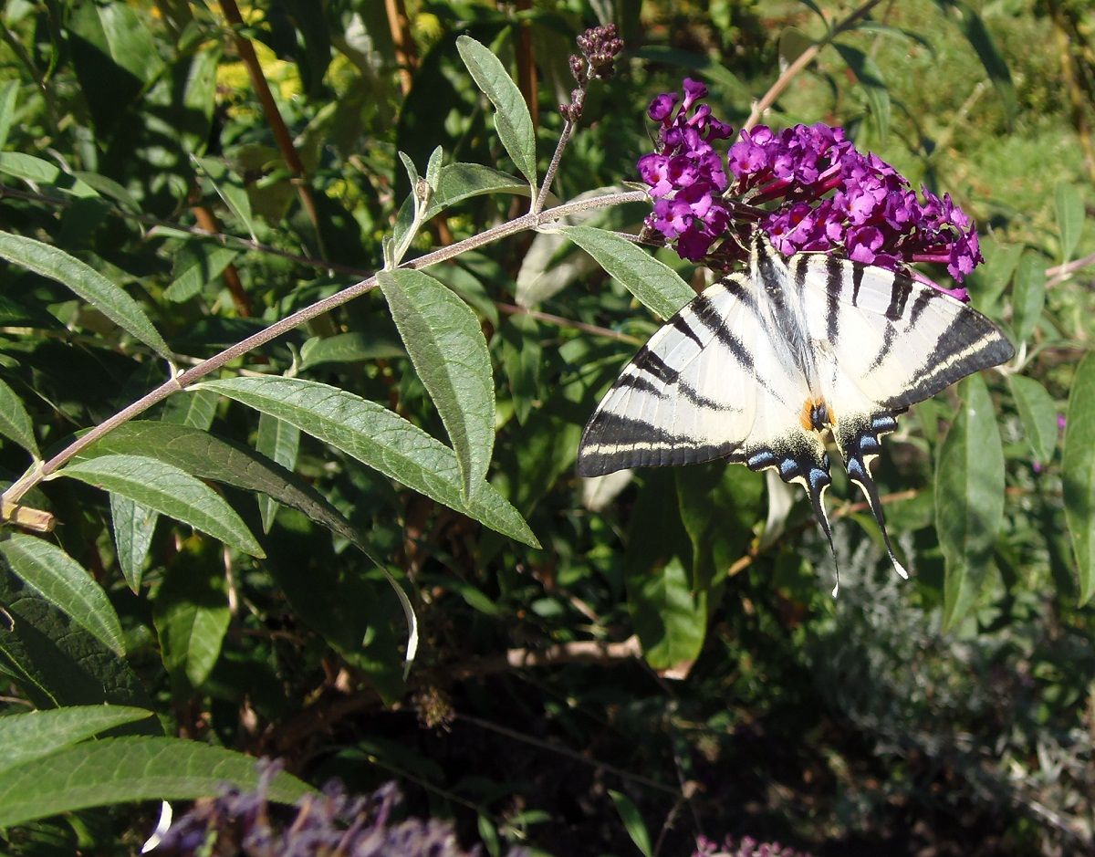 Изображение особи Buddleja davidii.