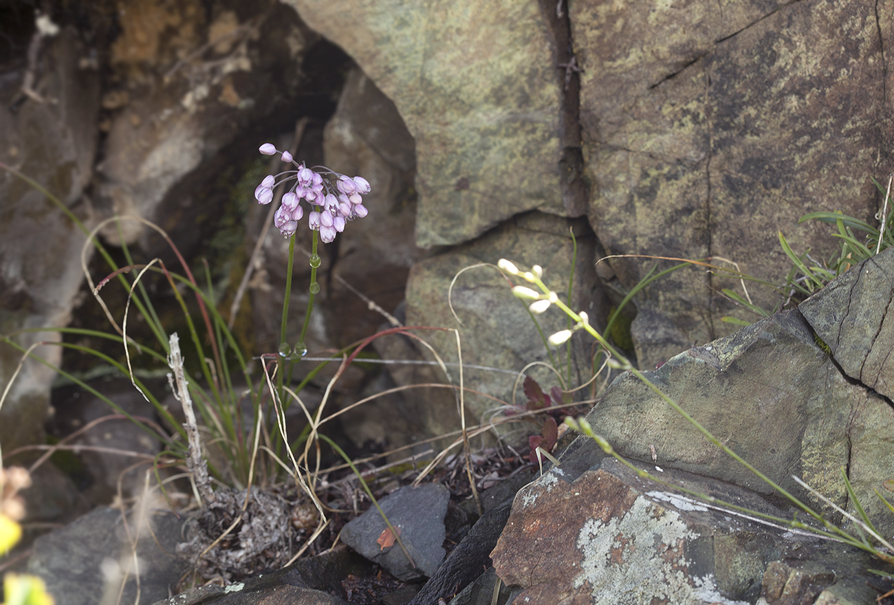 Image of Allium vodopjanovae specimen.