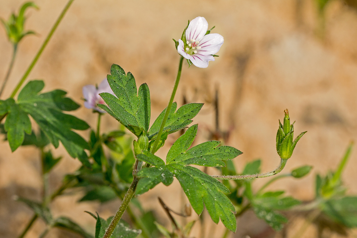 Image of Geranium sibiricum specimen.