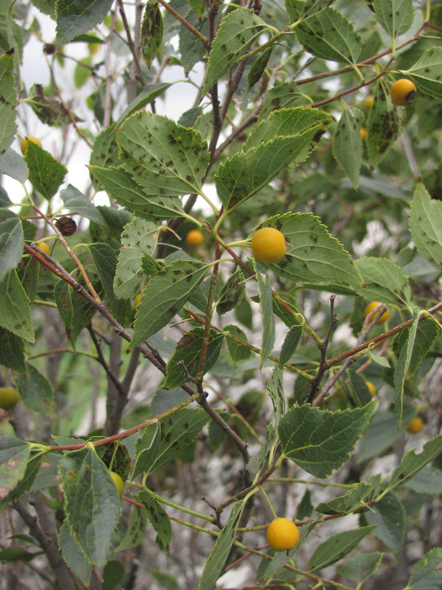 Image of Celtis glabrata specimen.