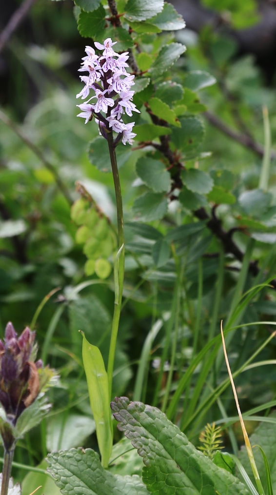 Image of Dactylorhiza fuchsii specimen.