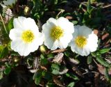 Dryas punctata