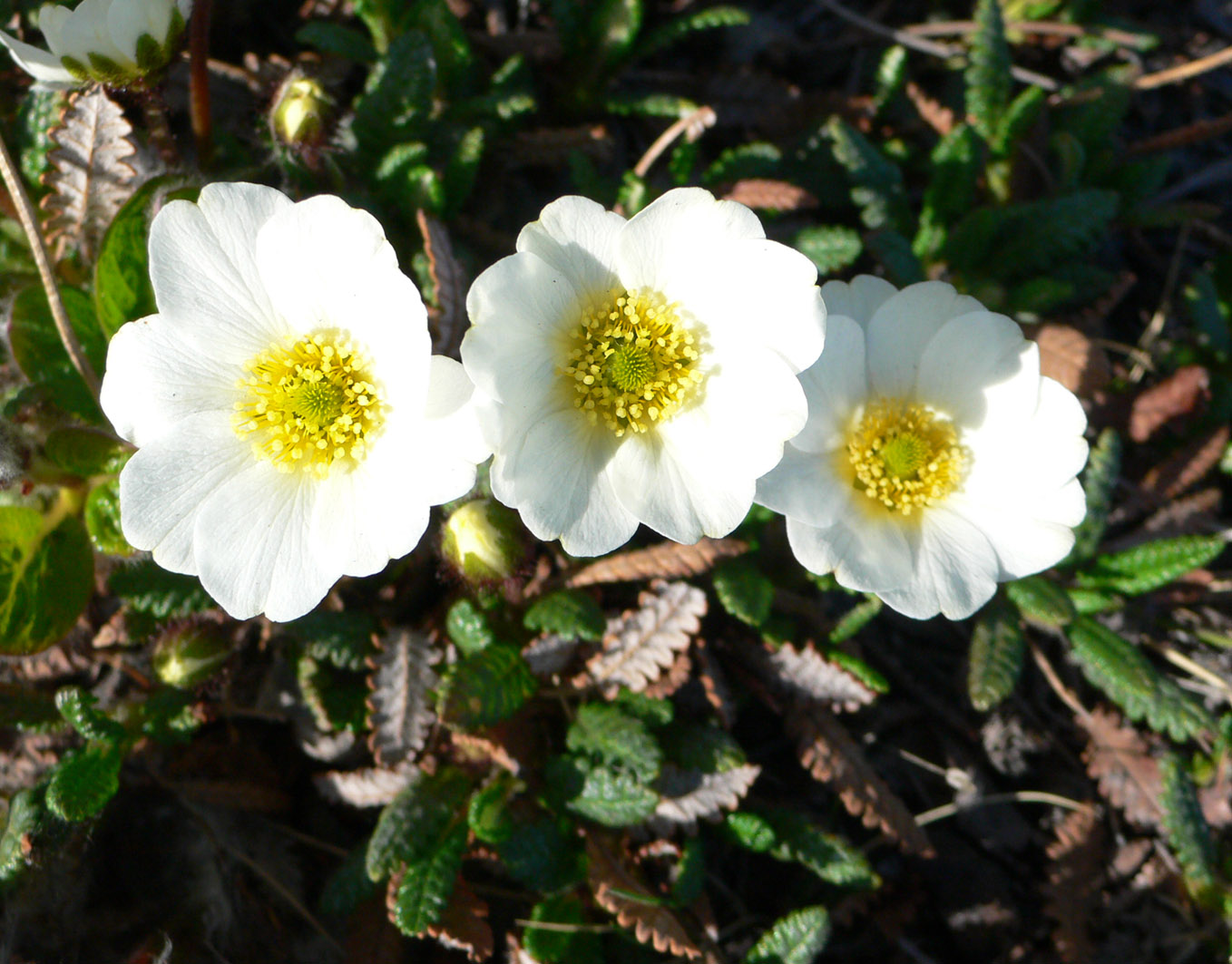 Image of Dryas punctata specimen.