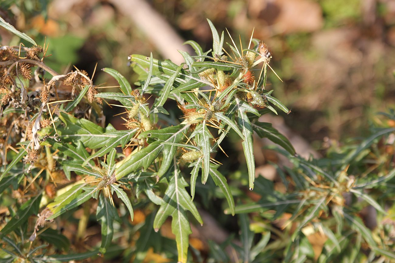 Image of Xanthium spinosum specimen.