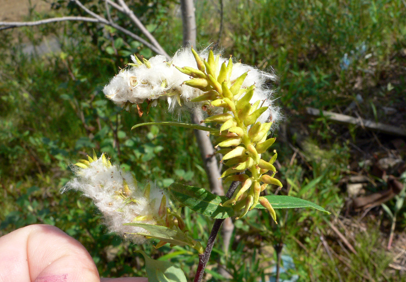 Image of genus Salix specimen.