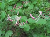 Lonicera caprifolium