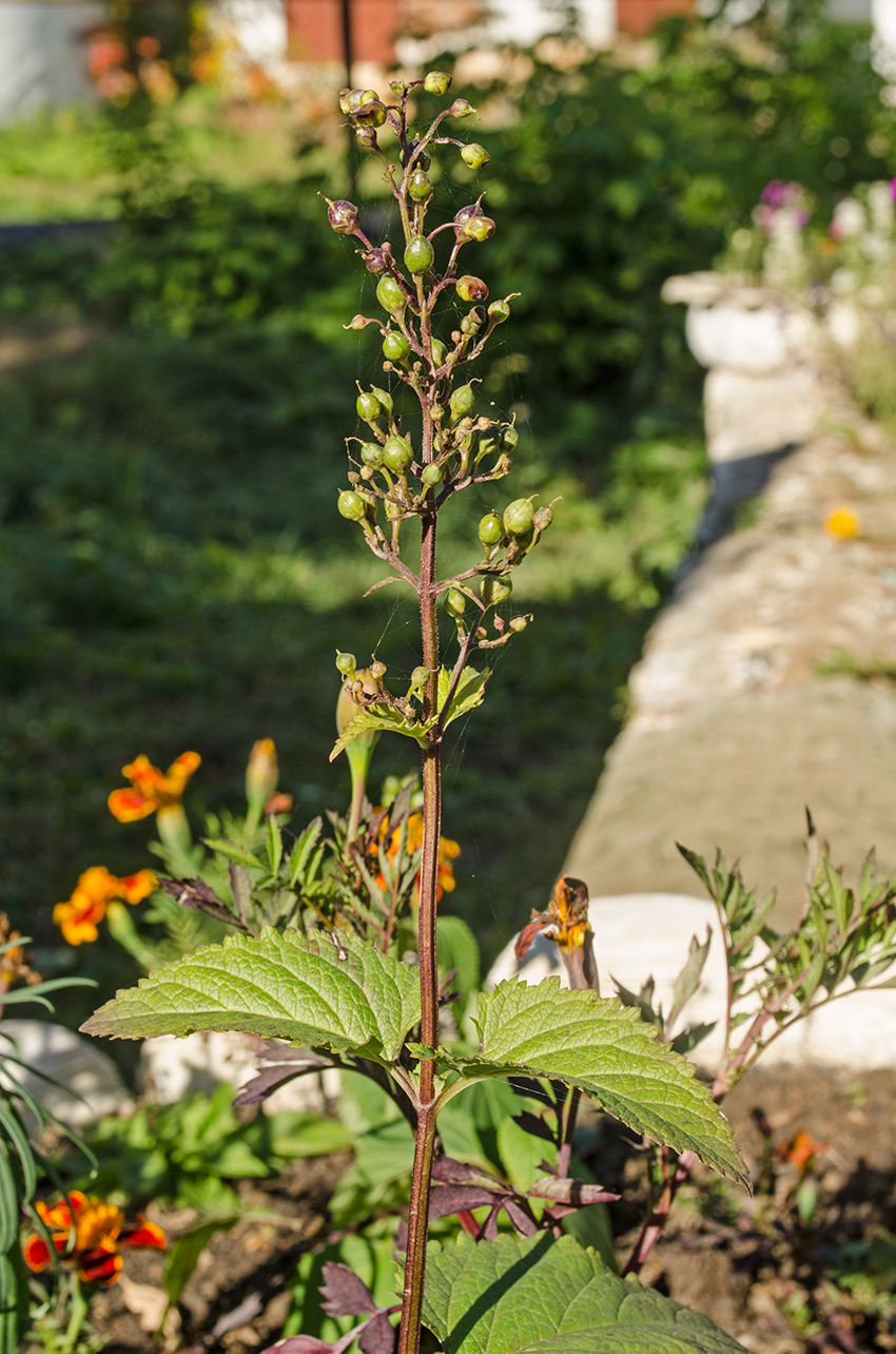 Изображение особи Scrophularia nodosa.