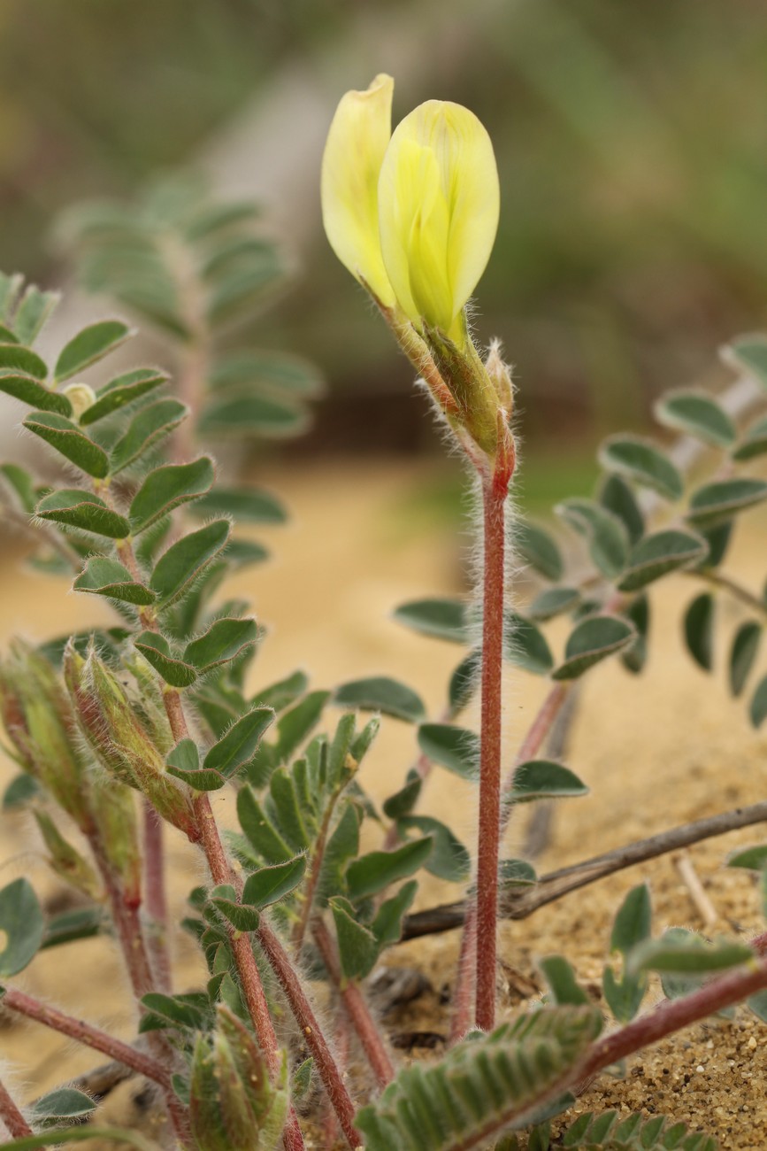 Image of Astragalus longipetalus specimen.