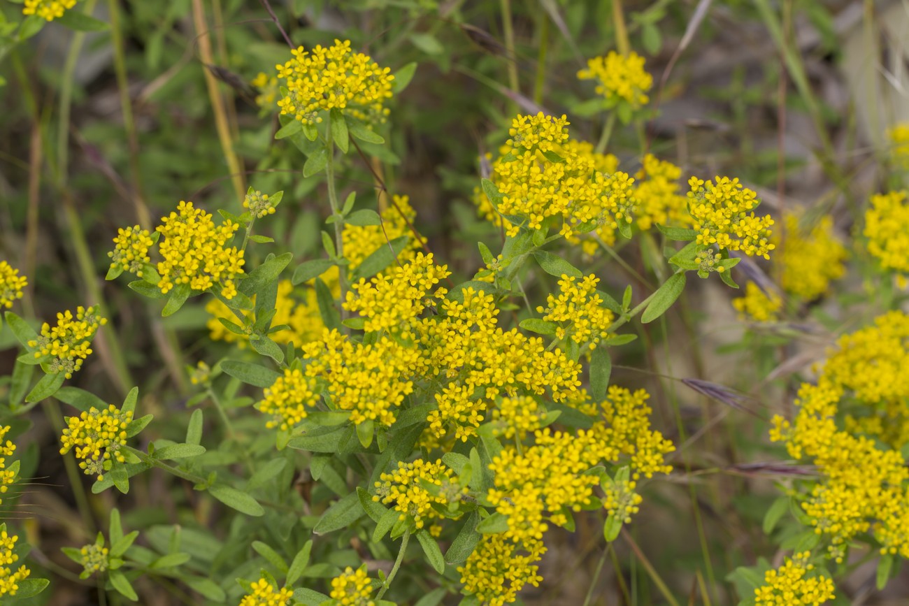 Изображение особи Odontarrhena muralis.