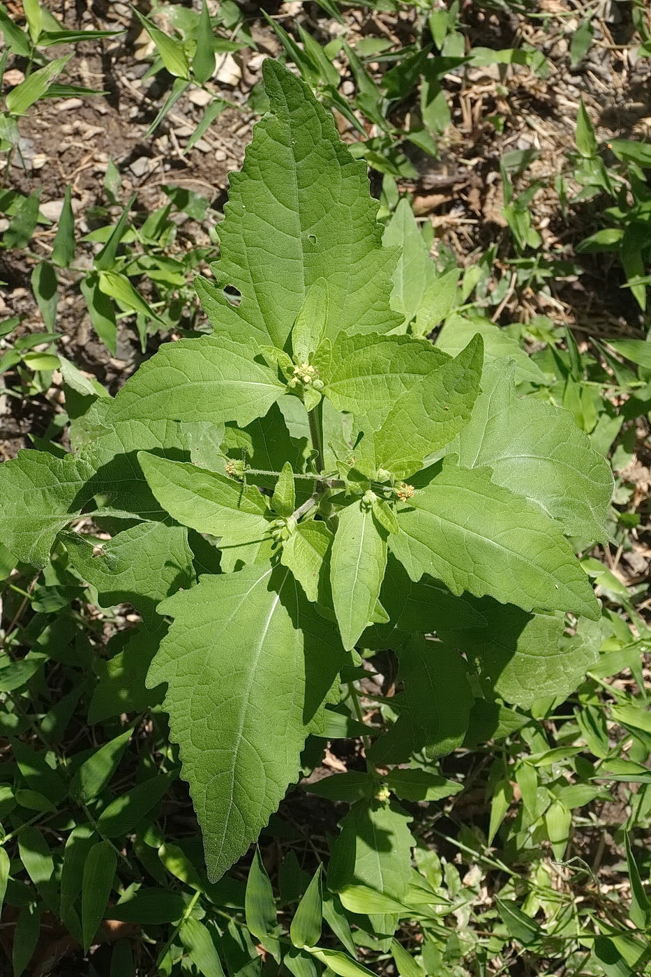 Изображение особи Sigesbeckia orientalis.