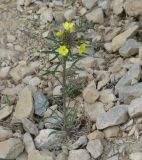 Erysimum flavum